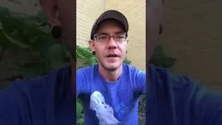 Punk Rock Produce Community Gardens - Blossom End Rot