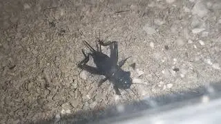 Chirping Female Black Field Cricket (Teleogryllus Commodus)