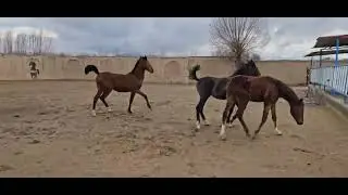 Power horse #horse#horses#viral #horseriding #animals #powerful#beauty #love #rider #love #lifestyle