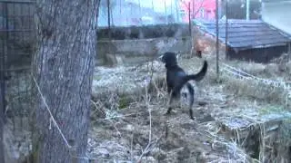 Protection of the Backyard