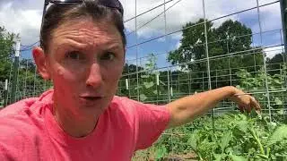 My Top Tomato Tips!