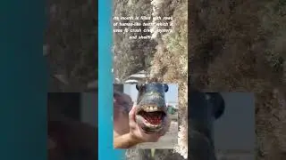 Sheepshead Fish &ndash; The Fish with Human Teeth