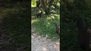 Quati Parque Ecol&oacute;gico Tiete