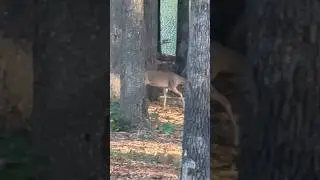 What&rsquo;s That? #wildlife #lake #nature
