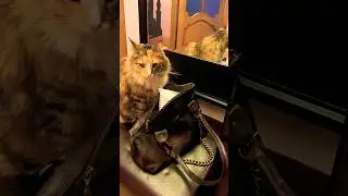Всё по списку !!! #cat #shorts #humor