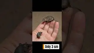 How small can a mammal really be? Meet the Etruscan shrew! 🐭