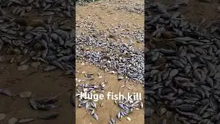 Huge fish kill #fishkill