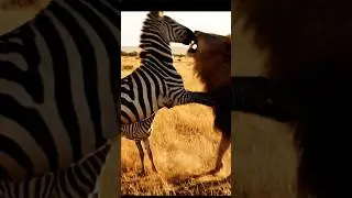 Zebra Saves Baby from Lion Attack | Brave Zebra Fight #zebra #lion #wildlife #animated