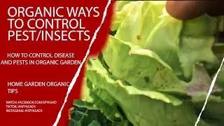 6 Organic Methods to Control Insects and Pest in Organic Gardening | My Organic Garden Update 3