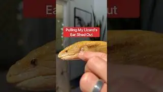 Pulling My Lizard’s Ear Shed Out🦎😱#shorts #lizard