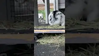 Did a duck let a rabbit out?