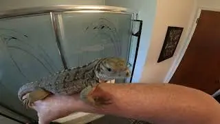 Rock Iguana babies tamest I offered yet!