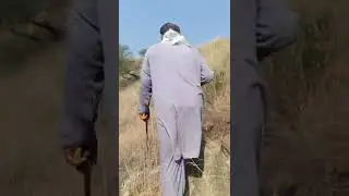 شھد کی مکھی کی تلاش#pakistan #culture #local video#honeybee#kala bagh#govai#