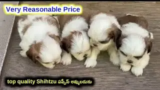 top quality Shihtzu puppies for sale in telugu/9390492206,6281648955 /aj pets