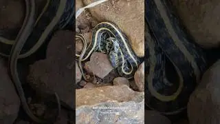 Buff Striped Keelback Snake.🐍#snake #nonvenomous  #youtubeshorts