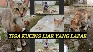 LIHAT SAMPAI AKHIR, REAKSI TIGA KUCING LIAR SAAT DIKASIH MAKAN