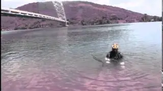 JunderWater Inspection on Adomi Bridge