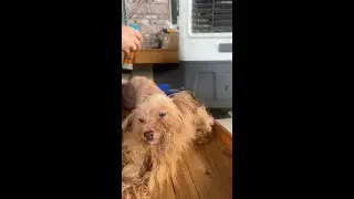 Every Day We Shave Sick Dogs  30+ Dogs with Skin Disease at Our Rescue Shelter