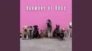 Calming Dog Symphony