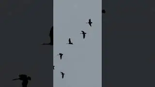 Love watching migrating birds in Los Angeles #shorts #losangeles #birdwatching #california