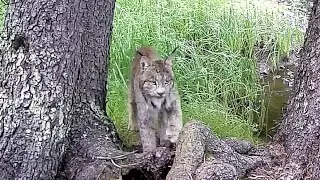 Canada Lynx hunting