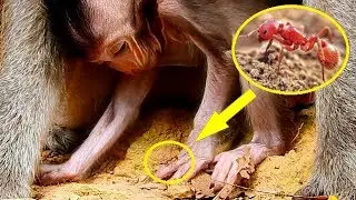 RED ANTS BITE !! Pity baby Charlee hurt full body cos red ants bite| Mom not know baby hurt.
