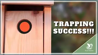Van Ert Trap Tips for Success (House Sparrow Trap)
