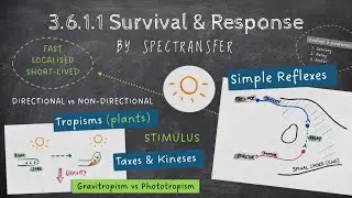EASY REVISION AQA A-Level Biology 3.6.1.1 Survival & Response