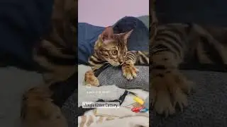 Cute 😺 #bengalcat #lovekittens #kitten #junglekitten #kittenstagram #kittenofinstagram #kittensdaily