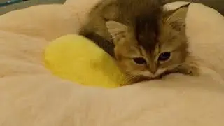 MEET OUR NEW FURBABY MELLA