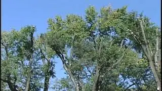 Tree Topping