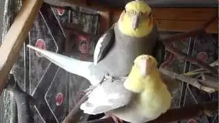 About Cockatiels Mating