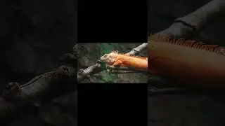 Iguana &ndash; Nature&rsquo;s Solar-Powered Reptile #shorts #reptiles #iguana