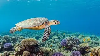 Meditation Sleep Music and Gentle Underwater Echoes for Stress and Anxiety Relief