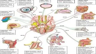 Development of GIT Part 1: Foregut &ndash; The Beginning of Digestive System Formation &ndash; YouTube Mindmaps
