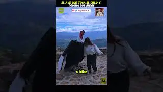 El ave que toca el cielo #curiosidades #datos #animal #aves