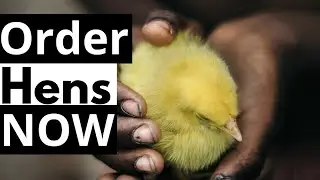 Order Chickens Online 🐤 Best Resource for Heritage Breeds 🐥 Best Hatchery For Small Flocks🐣