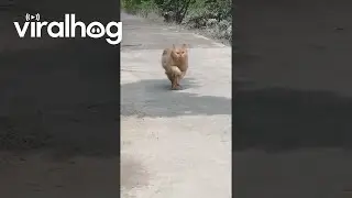 Orange Cat Zoomies || ViralHog