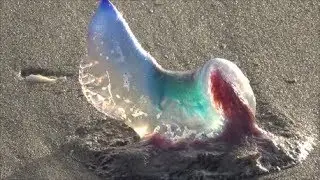 How to Identify Types of Jellyfish Species in Florida