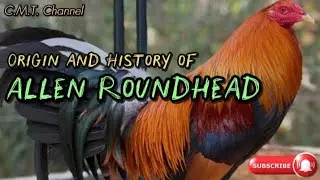 Origin and History of Allen Roundhead Bloodline Chickens#roundhead#bloodline#gallos#chicken#rooster