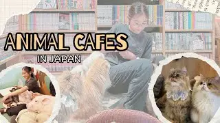 Visiting the cutest and most unique&mdash;MIPIG Caf&eacute; and Mocha Cat Cafe in Japan! #japantravel
