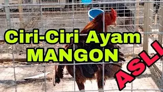 ciri ciri  ayam jenis #MANGON 100% ASLI