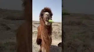 The camel did not like the bitter gourd.  #animals #bittergourd #amazon
