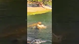crocodile attacks dog