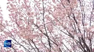 MAGNOLIA VARIETIES (News Today) l KBS WORLD TV 220415