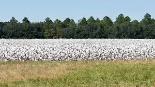 Let It Snow...South Georgia Style
