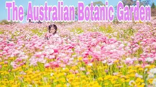 【The Australian Botanic Garden Mount Annan】Beautiful daisies are in full bloom!