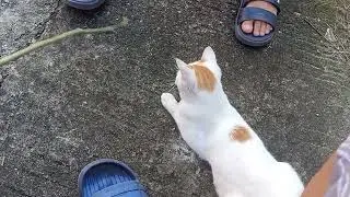#AllAboutCats #catsdaily #JuvichCats