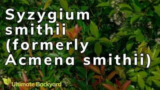 Syzygium smithii (formerly Acmena smithii) Lilly Pilly