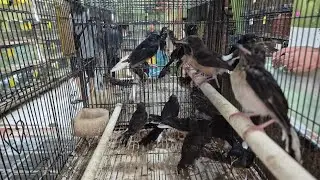 Datang Murai Kenari Parkit Lovebird Kacer Sinchan Trucuk Kutut Derkuku Emje Zebra Sanger Mozambik